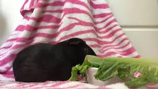 Guinea Pig Eating Veggies ASMR Mukbang | 기니피그 야채 먹어 에이에스엠알 먹방