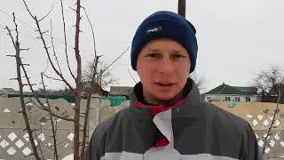 Обрезка сливы. ВЕРЕТЕНО  на косточковых