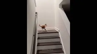 уф кот даёт
