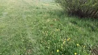 Травостой многолетних трав.Скоро сенокос.