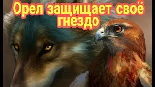 Как выживают орлы, Зрелищные видеонаблюдение/ прямой эфир