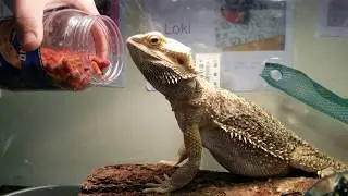 Bearded Glutton