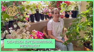 Обрезка бугенвиллии, результаты через год / bougainvillea cutting  (часть 2)