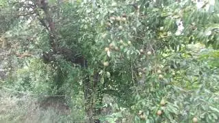 The 