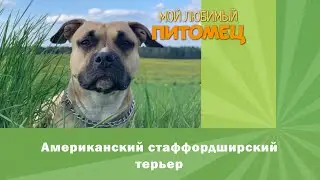 Американский стаффордширский терьер. Плюсы и минусы породы. Отношение к детям.