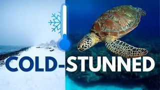 What happens when a sea turtle gets too COLD? // All about cold stunned sea turtles