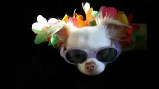 The Puppy Song ~ Chico