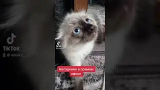Маленький пугливый котёнок невская маскарадная порода #невскаямаскарадная #тикток #tiktok