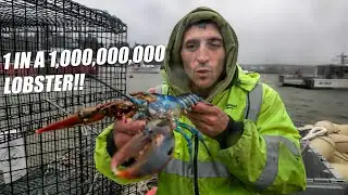 Race Against Time: Rescuing One of the Rarest Lobsters in the World  (Bowie The Lobster)