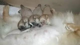Щенки шпица сосут молоко
