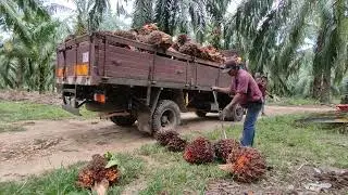 Loading Kelapa Sawit...