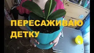 Почему гниет орхидея? Пересаживаю детку