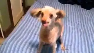 Стебный пес))