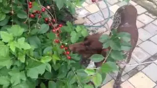 Питомец — сыроед🤷🏻