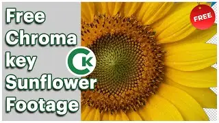 Sunflower Green Screen Footage | Free Chroma Key Plant