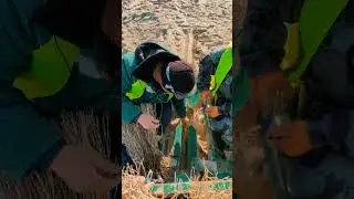 Высадка саксаула на дне Аральского моря