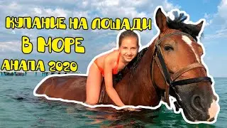 Купание на лошади в море.  Анапа.  Анапа 