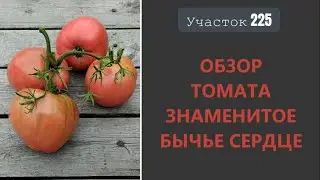 Tomato Famous Bull's Heart. A new old variety!
