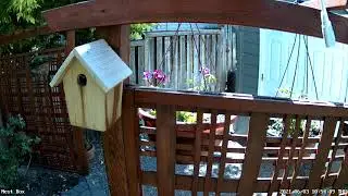 Chickadee baby