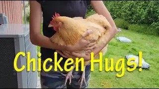 Chicken Hugs!