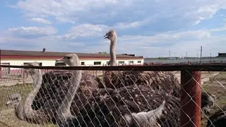 На страусиную ферму