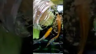 Artemia decongelata agli scalari #shorts