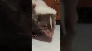 Would you have a pet Skunk?