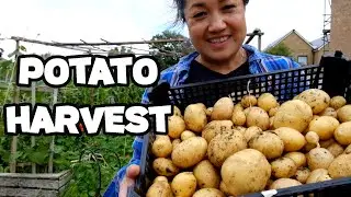 Episode 13...Let's harvest my supermarket bought potatoes and see the yield.  #potato #harvest