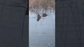 Весна. Уточки на озере