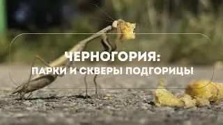 ЧЕРНОГОРИЯ 2024 - ПАРКИ И СКВЕРЫ ПОДГОРИЦЫ