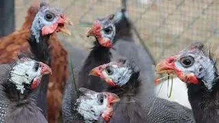BEÇ TAVUĞU SESİ (GUİNEA FOWL SOUND)