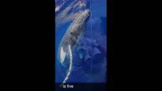 The heart of the blue whale