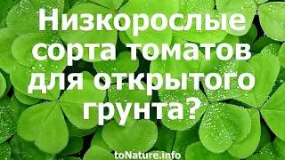 Низкорослые сорта томатов для открытого грунта