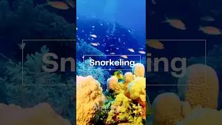True Beauty Of The Underwater World 🌊 #viral #hawaii #2024 #youtubeshorts #snorkeling #sightseeing