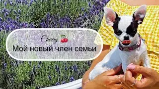 Щенок в доме 😍 Черри - новый член семьи! #leonawithcoffee