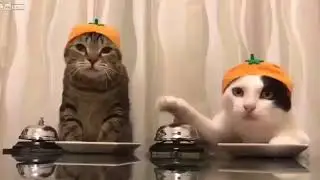 Нигодяйш ))