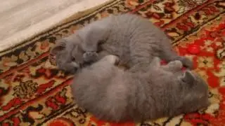 драка  двух кошек кошка кошка и котята