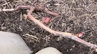 Готовимся к заморозку, укрываем Виноград 🍇 04.05.2024г