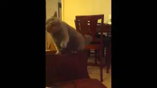 British Short Hair Cat Plays with IPhone Screen Protector