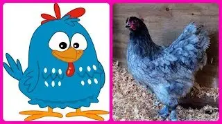 Galinha Pintadinha Vida Real  - KIDS PLANET | Totoykids