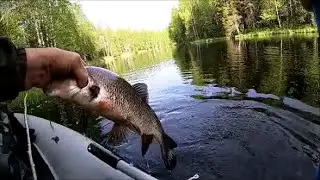 За язем на таежную речку в Карелию. часть 1.