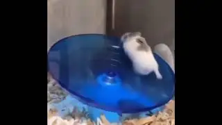 Hamster Dubstep