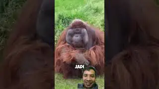 salam rebahan kawan