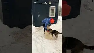 СОБАЧЬЯ РЕВНОСТЬ 