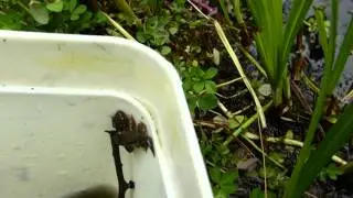 TIINY FROGGIES  ^^
