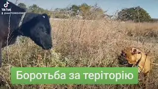 Боротьба за територію.