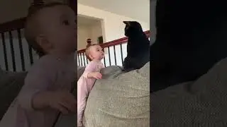#Cat #baby #pinch #angrycat #funnybabies #shorts #fyp