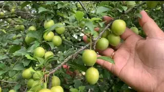 Prune tree Bumagsak at sumasayad na sa lupa ang mga sanga dahil sa dami ng mga Bunga nito🇨🇭🤝🇵🇭