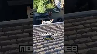 DOG CLIMBS UP TO HELP ITS OWNER