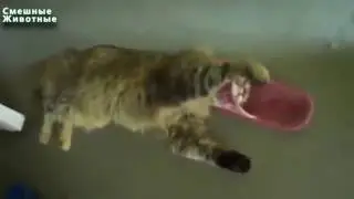 Коты застревают в вещах Смешные кошки   Funny cats